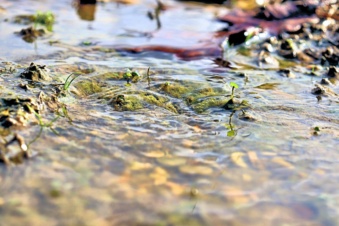 Photo Challenge Week 6, 2025: Puddle