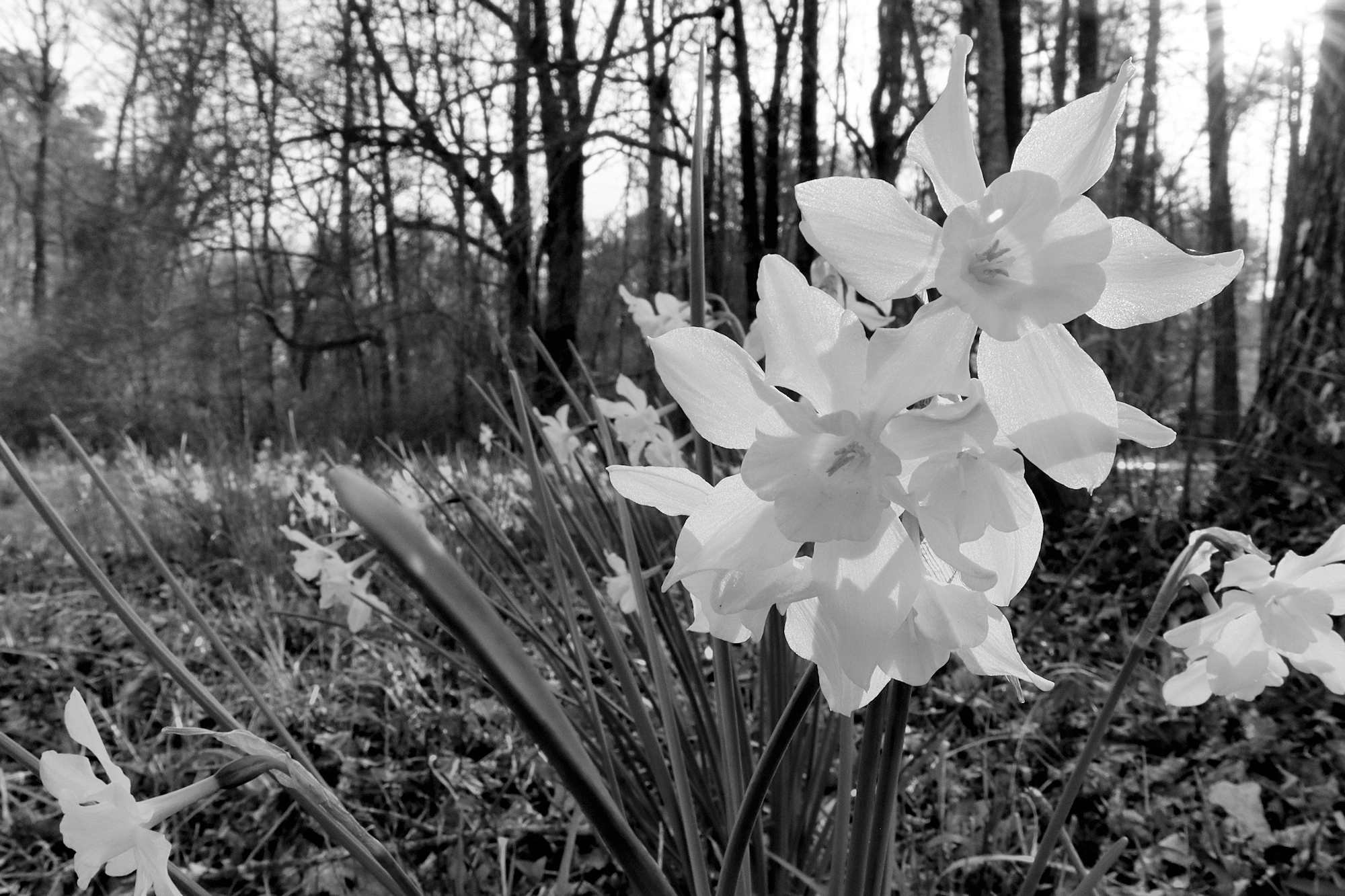 BWdaffodil