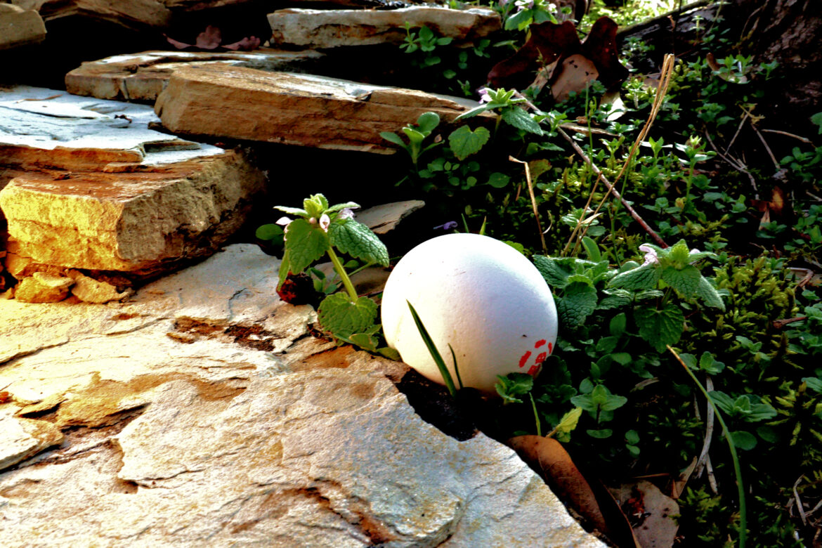 Photo Challenge Week 11, 2025: EGG