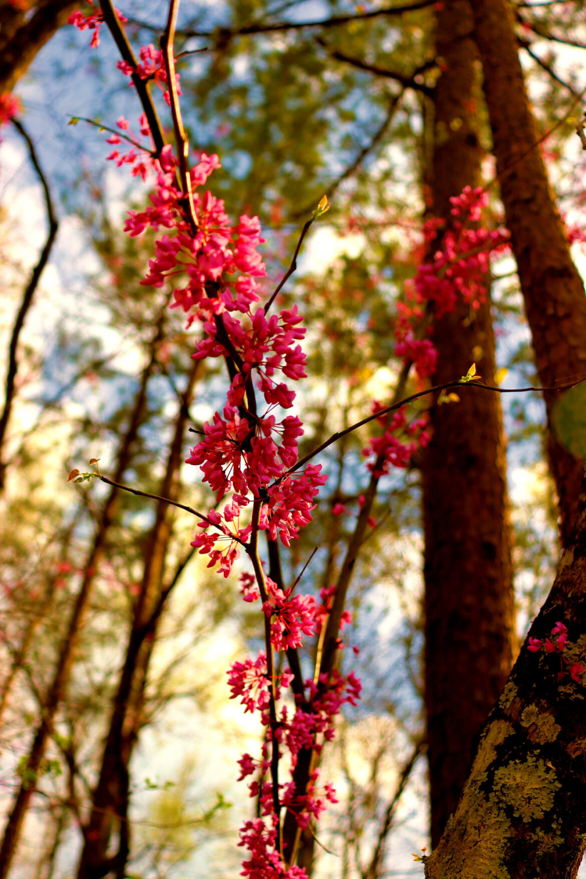 Photo Challenge Week 12, 2025: Shallow Depth of Field