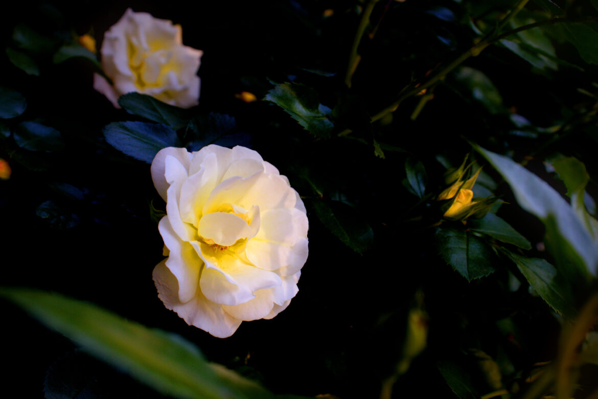 2025 Spring Photos #2