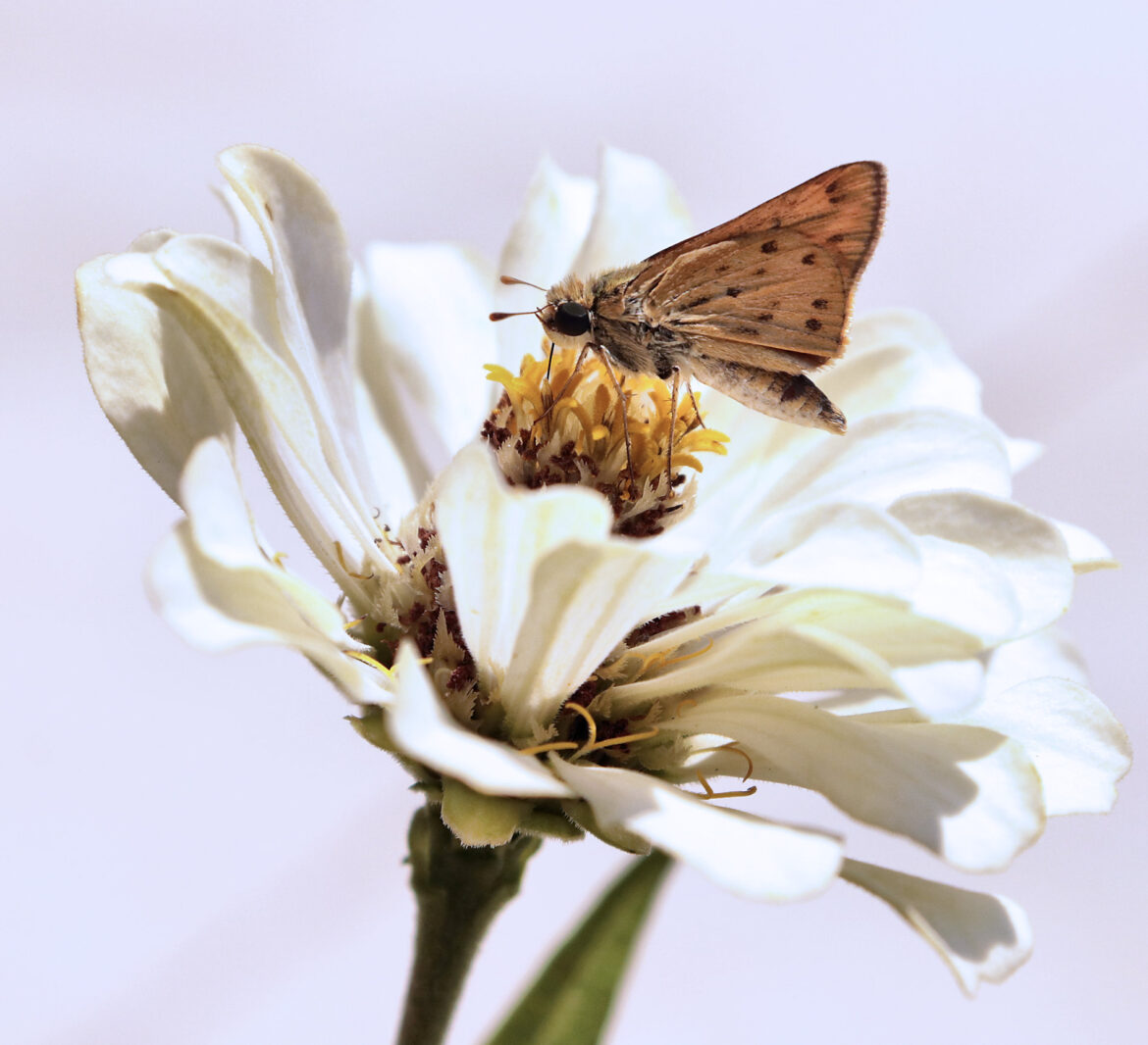 Photo Challenge Week 32, 2025 : Macro