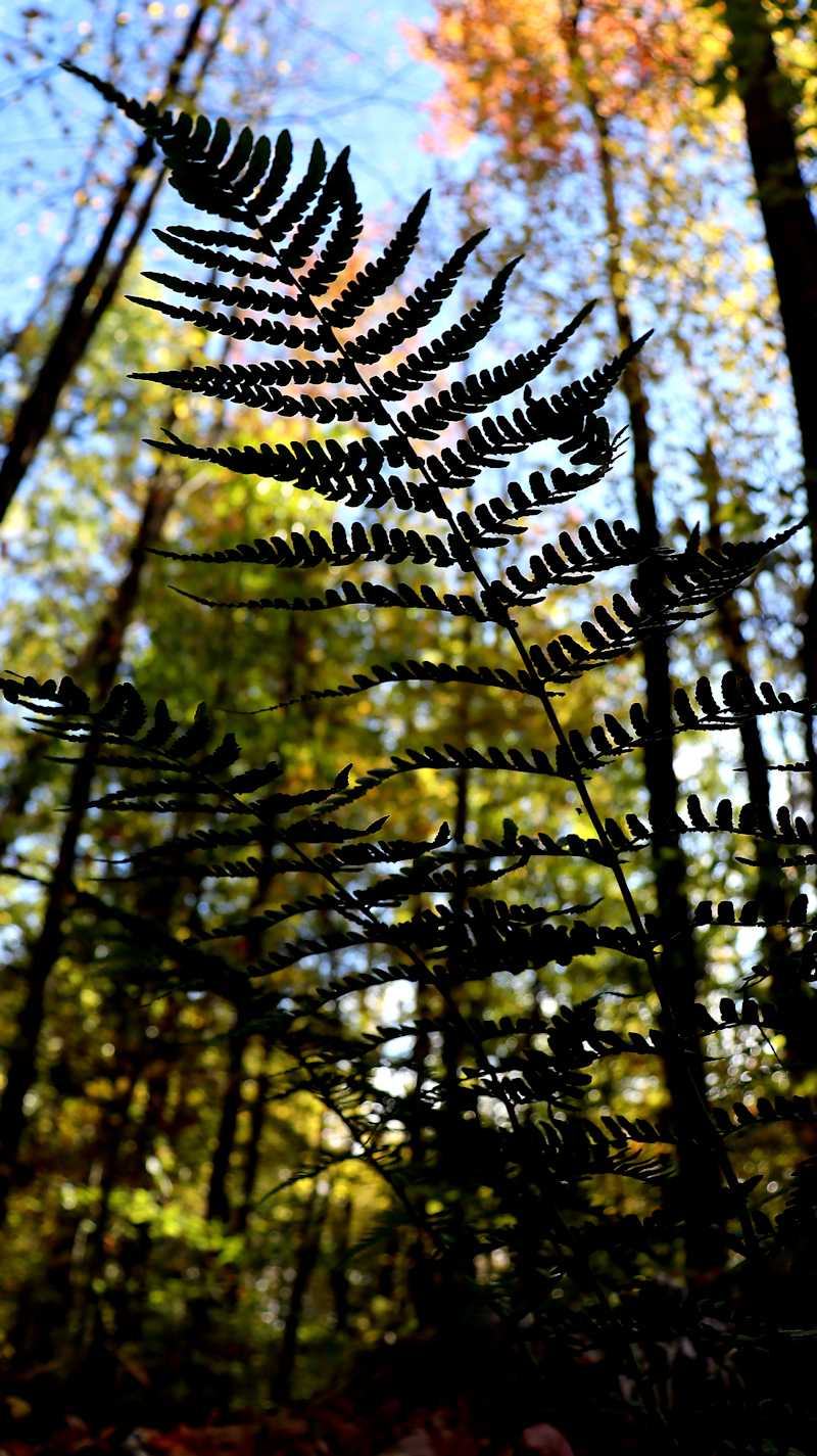 Photo Challenge Week 42, 2025: Shadows