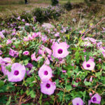 IMG_20261004_171113358_MPtest